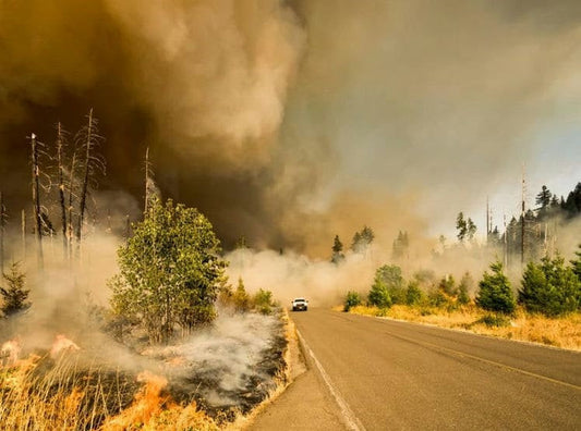 How to Prepare for a Wildfire: The Ultimate Survival Guide
